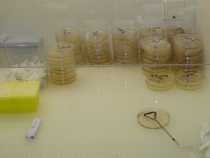 agar plates in a sterile hood